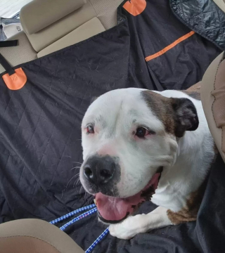 Illustration de l'article : Une chienne de refuge au visage triste vit une transformation radicale tout en espérant rencontrer l'amour