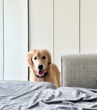 Illustration de l'article : Sauvée du marché de la viande canine, cette jeune Golden Retriever cherche une famille aimante pour toujours (vidéo)