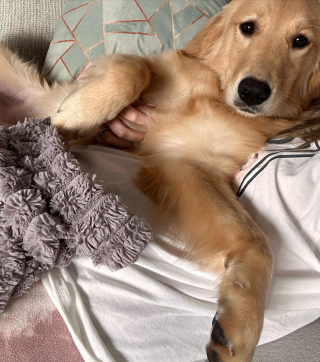 Illustration de l'article : Sauvée du marché de la viande canine, cette jeune Golden Retriever cherche une famille aimante pour toujours (vidéo)