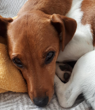 Illustration de l'article : Face aux effets dévastateurs de l’inflation, des associations de protection animale lance pour la première fois un appel aux dons centralisé