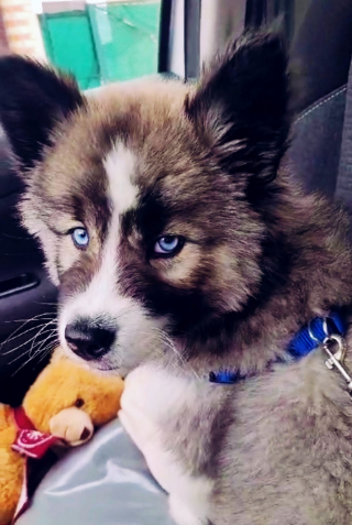 Illustration de l'article : Face aux effets dévastateurs de l’inflation, des associations de protection animale lance pour la première fois un appel aux dons centralisé