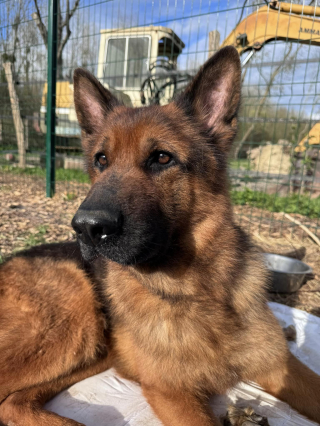 Illustration de l'article : Face aux effets dévastateurs de l’inflation, des associations de protection animale lance pour la première fois un appel aux dons centralisé