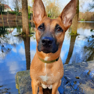 Illustration de l'article : Face aux effets dévastateurs de l’inflation, des associations de protection animale lance pour la première fois un appel aux dons centralisé