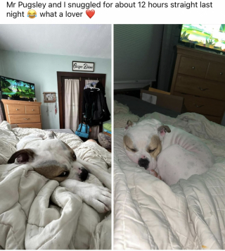 Illustration de l'article : Ce chien de refuge sans famille depuis plus de 7 mois a enfin pu dormir dans un vrai lit