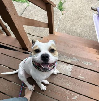 Illustration de l'article : Ce chien de refuge sans famille depuis plus de 7 mois a enfin pu dormir dans un vrai lit