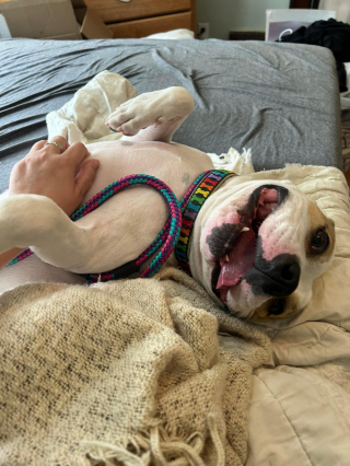 Illustration de l'article : Ce chien de refuge sans famille depuis plus de 7 mois a enfin pu dormir dans un vrai lit