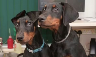 Illustration de l'article : Le combat courageux d'un jeune Dobermann contre un virus menaçant son existence et dont la prévention est pourtant simple