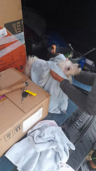 Illustration de l'article : La partie de pêche d'un trio d'amis se transforme en opération de sauvetage pour un chien jeté dans le canal