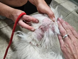 Illustration de l'article : La partie de pêche d'un trio d'amis se transforme en opération de sauvetage pour un chien jeté dans le canal