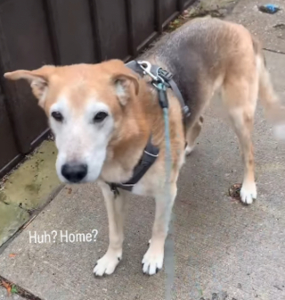 Illustration de l'article : Ce chien facétieux se met subitement à boiter lorsque sa maîtresse ne prend pas la bonne direction lors d’une balade (vidéo)