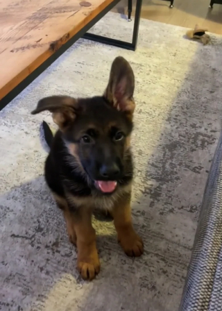 Illustration de l'article : Cet adorable chiot maladroit a une technique renversante pour attraper son jouet (vidéo)