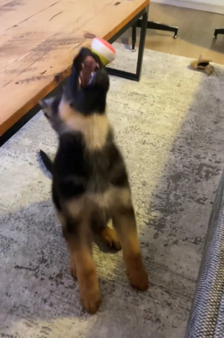 Illustration de l'article : Cet adorable chiot maladroit a une technique renversante pour attraper son jouet (vidéo)