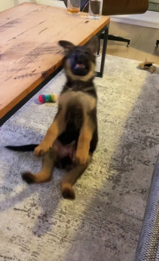 Illustration de l'article : Cet adorable chiot maladroit a une technique renversante pour attraper son jouet (vid&eacute;o)