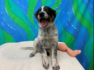 Illustration de l'article : Des ouvriers découvrent un chien piégé entre deux rochers et tentent de le libérer