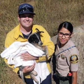 Illustration de l'article : Des ouvriers découvrent un chien piégé entre deux rochers et tentent de le libérer