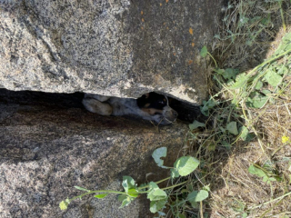 Illustration de l'article : Des ouvriers découvrent un chien piégé entre deux rochers et tentent de le libérer