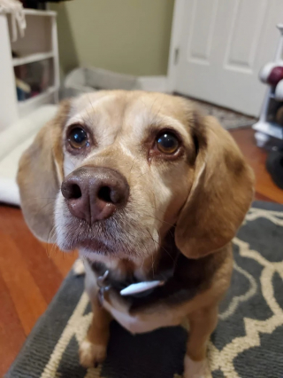 Illustration de l'article : Une chienne senior est laissée à un refuge en raison de la situation difficile de ses propriétaires