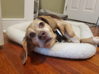 Illustration de l'article : Une chienne senior est laissée à un refuge en raison de la situation difficile de ses propriétaires