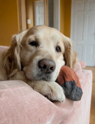 Illustration de l'article : L&rsquo;immense joie de ce Golden Retriever qui retrouve sa meilleure amie bovine fait chaud au c&oelig;ur (vid&eacute;o)