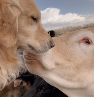 Illustration de l'article : L&rsquo;immense joie de ce Golden Retriever qui retrouve sa meilleure amie bovine fait chaud au c&oelig;ur (vid&eacute;o)