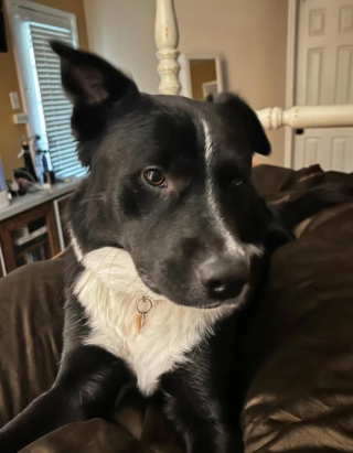 Illustration de l'article : Ce Border Collie vif d’esprit alerte ses maîtres en pleine nuit pour sauver leur fils d’un grave danger