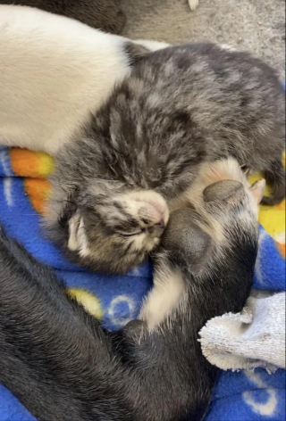 Illustration de l'article : Une chienne accouche de 10 chiots puis accueille dans sa famille un chien pas comme les autres