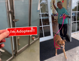 Illustration de l'article : La joie incommensurable d'une Pitbull quittant le refuge pour de bon après une longue attente (vidéo)