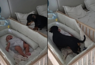 Illustration de l'article : Ce Teckel attentionné sait comment calmer les pleurs de bébé (vidéo)