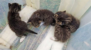 Illustration de l'article : Un chien et sa famille découvrent 4 chatons abandonnés, puis 2 autres au même endroit, à quelques jours d’intervalle