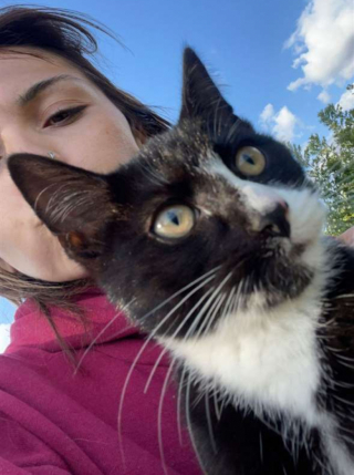 Illustration de l'article : Un chien et sa famille découvrent 4 chatons abandonnés, puis 2 autres au même endroit, à quelques jours d’intervalle