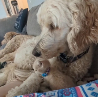 Illustration de l'article : Un chaton en quête d'amour vient trouver du réconfort auprès d'une gentille chienne