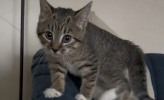 Illustration de l'article : Un chaton, habitué à vivre avec des chiens, se met à aboyer comme eux (vidéo)