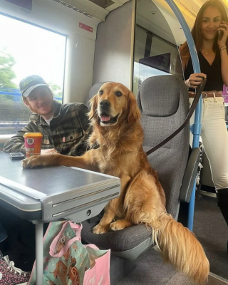 Illustration de l'article : Ce Golden Retriever amical adore faire de nouvelles rencontres lorsqu’il voyage en train (vidéo)