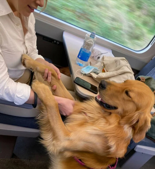 Illustration de l'article : Ce Golden Retriever amical adore faire de nouvelles rencontres lorsqu’il voyage en train (vidéo)
