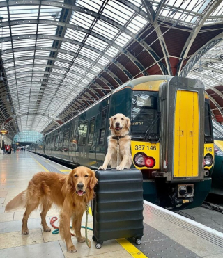 Illustration de l'article : Ce Golden Retriever amical adore faire de nouvelles rencontres lorsqu’il voyage en train (vidéo)