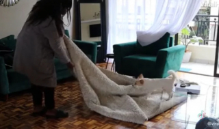 Illustration de l'article : Reconnaissante d’avoir été adoptée, cette chienne serviable aide sa maîtresse à faire le ménage (vidéo)