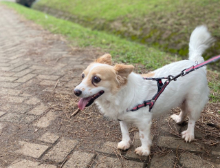 Illustration de l'article : Reconnaissante d’avoir été adoptée, cette chienne serviable aide sa maîtresse à faire le ménage (vidéo)