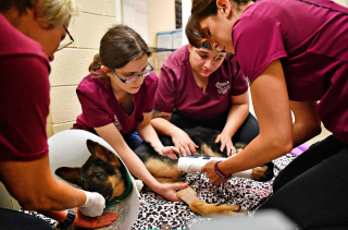 Illustration de l'article : Le courage d’un chiot d’à peine 7 mois, retrouvé par la police dans un très mauvais état, mettant son pronostic vital en jeu (vidéo)