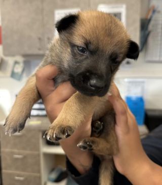 Illustration de l'article : Abandonné dès le plus jeune âge, ce chiot Malinois d’à peine 3 semaines se bat pour s’épanouir au mieux, grâce à l’aide de bénévoles bienveillants (vidéo)