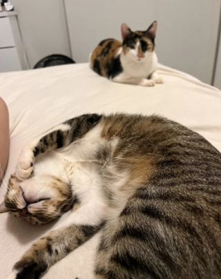 Illustration de l'article : Quand un petit Chihuahua endormi se fait câliner par 2 chats, c’est toute la communauté internet qui fond (vidéo)