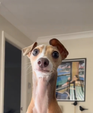 Illustration de l'article : Grâce à son ouïe fine, ce chien gourmand sait toujours lorsque son maître ouvre un emballage de nourriture (vidéo)