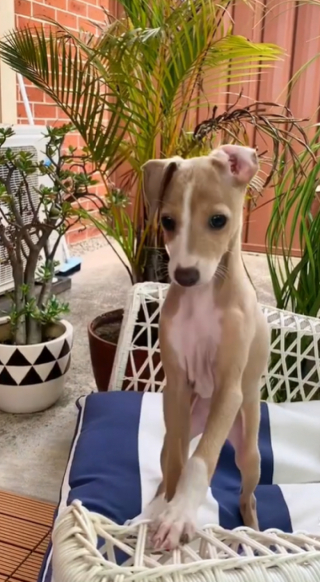 Illustration de l'article : Grâce à son ouïe fine, ce chien gourmand sait toujours lorsque son maître ouvre un emballage de nourriture (vidéo)