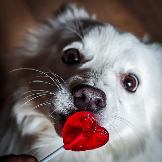 Illustration de l'article : Découvrez Just For Pets, la première entreprise à mission de France dans le domaine des produits pour animaux de compagnie