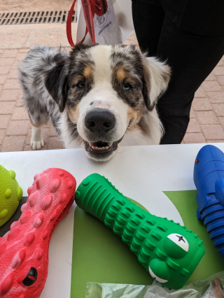 Illustration de l'article : Découvrez Just For Pets, la première entreprise à mission de France dans le domaine des produits pour animaux de compagnie