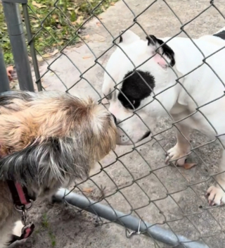 Illustration de l'article : La réaction poignante d'un chien découvrant un matin les affaires de son ami à l'endroit où ils se donnaient rendez-vous tous les jours (vidéo)