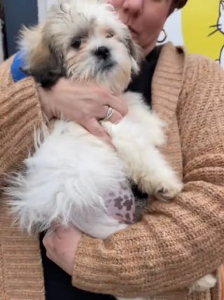 Illustration de l'article : Cette gentille chienne à trois pattes est toute contente de rencontrer sa nouvelle propriétaire