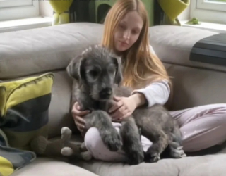 Illustration de l'article : La transformation fascinante de Merlin, le Lévrier Irlandais qui a conquis TikTok