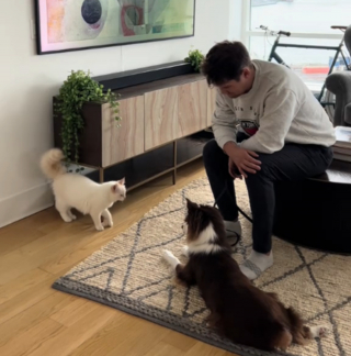 Illustration de l'article : Quand un chien et un chat décident de troquer leur méfiance réciproque initiale contre l'amitié (vidéo)