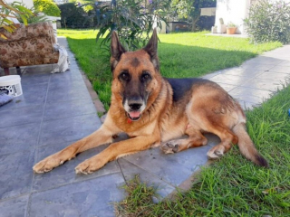 Illustration de l'article : Elle désespère de retrouver son chien perdu depuis 10 mois jusqu'à ce que sa mère reconnaisse une silhouette familière en rentrant du travail