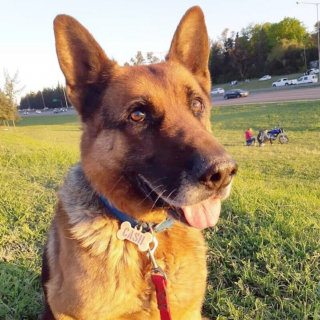 Illustration de l'article : Elle désespère de retrouver son chien perdu depuis 10 mois jusqu'à ce que sa mère reconnaisse une silhouette familière en rentrant du travail